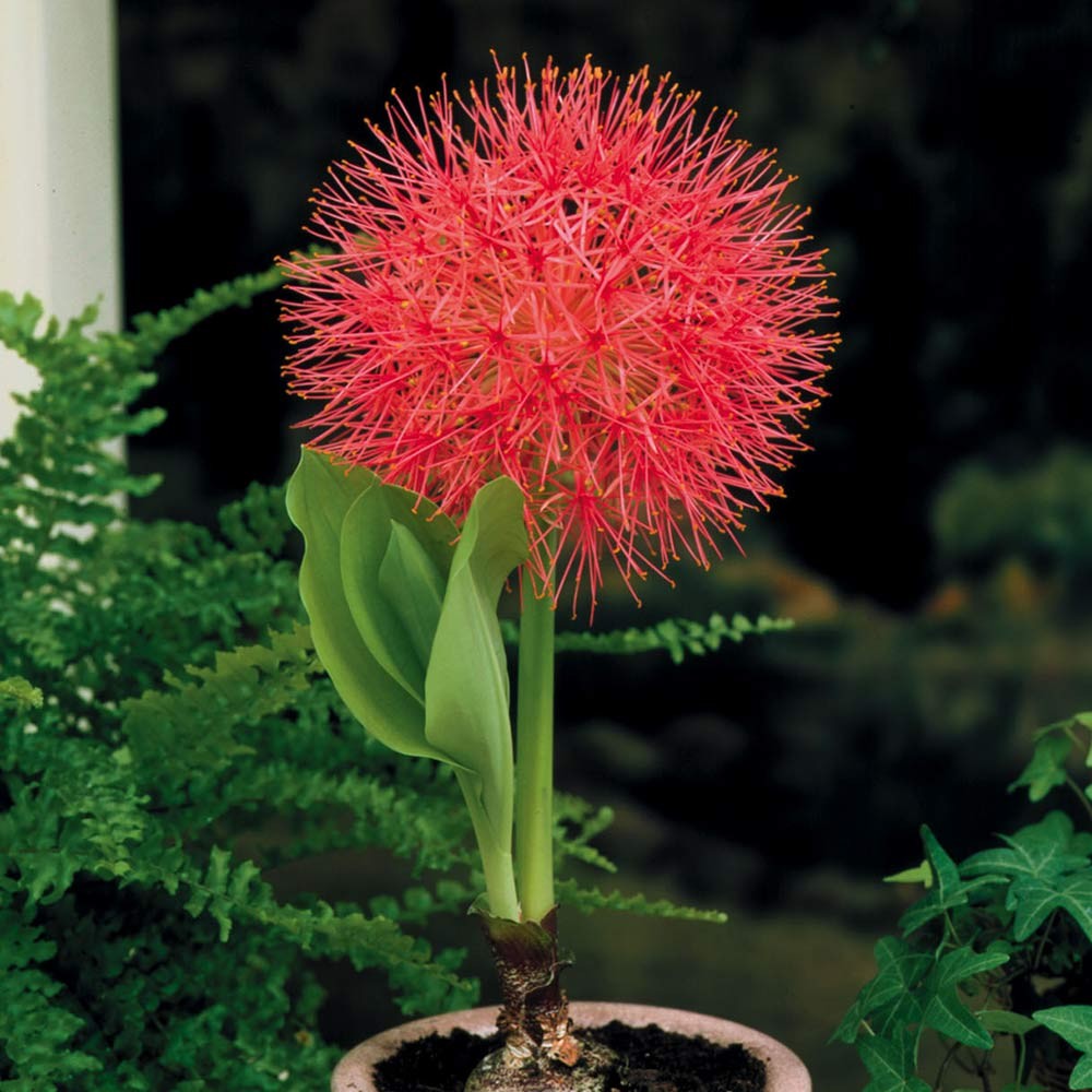 Haemanthus multiflorus